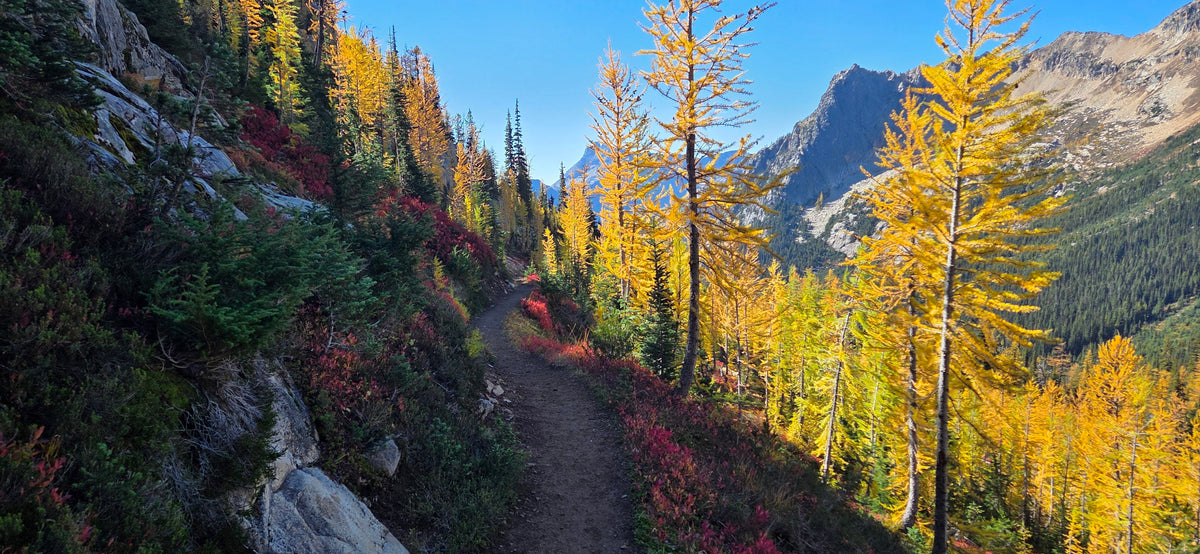 Into The Larches