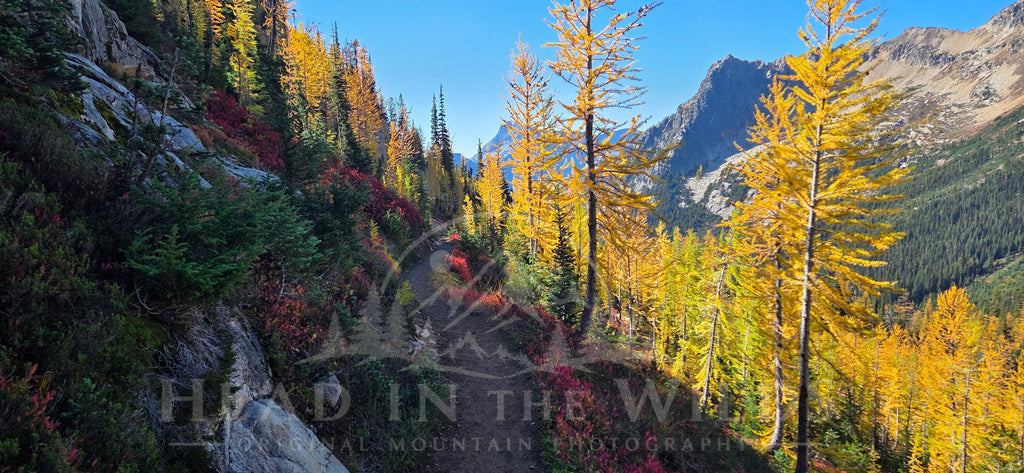 Into the Larches I Go North Cascades Hoodie
